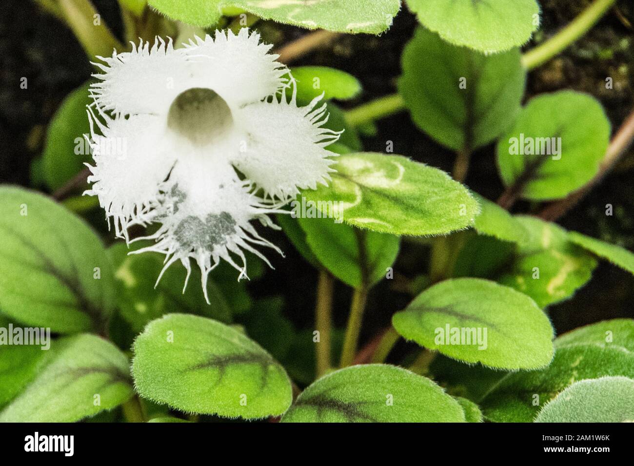 Rare white flower with heartshaped petal