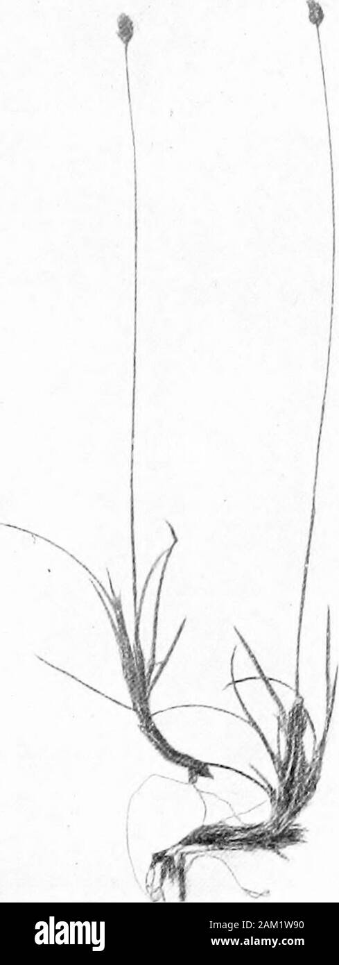 British grasses and their employment in agriculture . Fig. 147. Seedof Psamma are- iiarin, side view.x5. Fig. 14lj. Psamma arenaria, showing inflorescence anda jciticn of the lhizcme. About - nat. size Seed. Outer palea five-nerved, the central nerve minutelytoothed, and slightly projecting beyond the apex of the outerpalea. A basal tuft of long silky hairs is present. Rachillaslender, round, with fine silky hairs. (Fig. 147.) ch. vn] Botanical Description of Species 131 Sesleria ccerulea, Ard. (Blue Moor-grass.) (Fig. 148.)A small perennial, uncommon in this country except on theupland limes Stock Photo