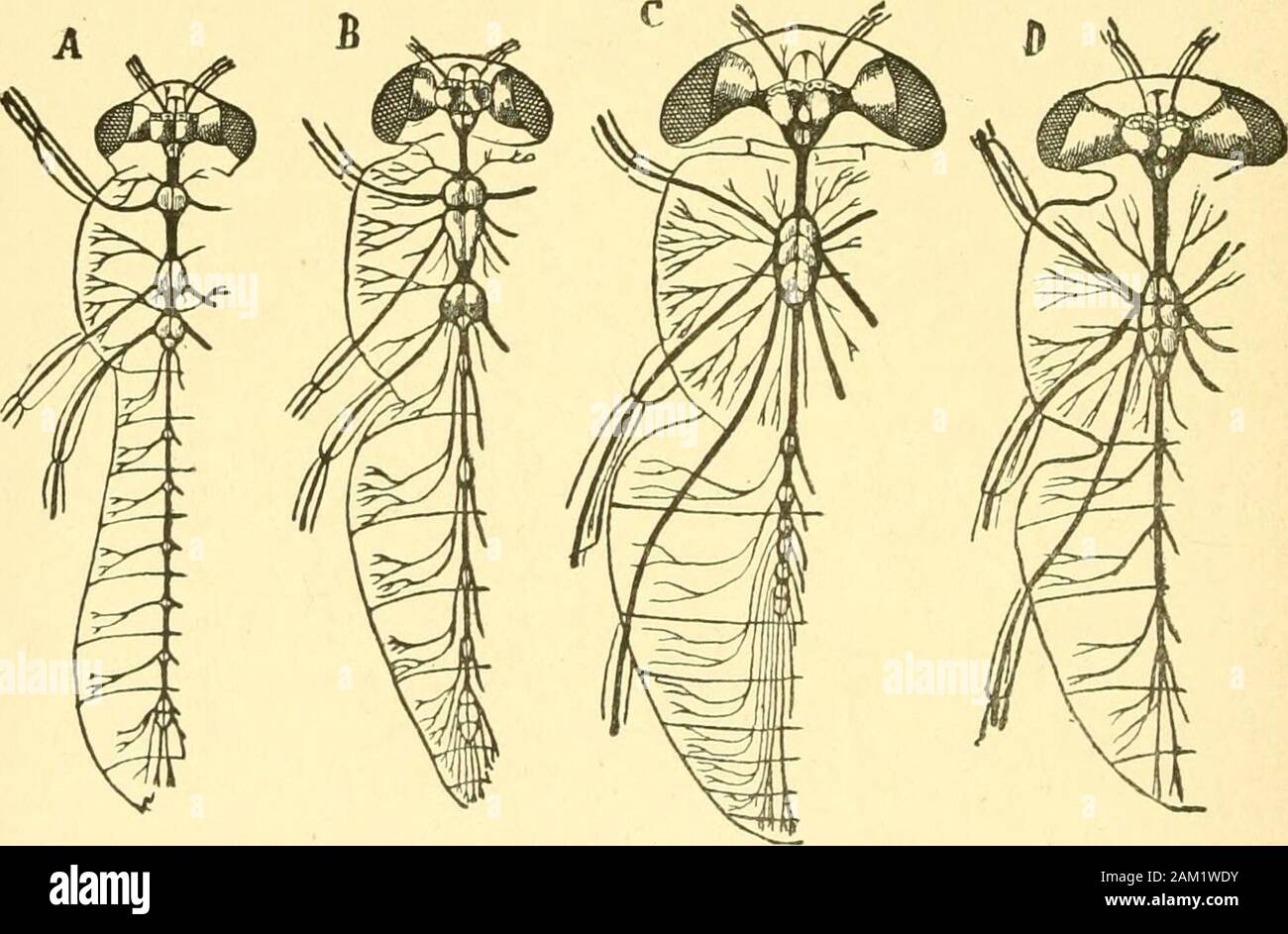 The Journal of microscopy and natural science . f Vol. I., we come to  ClassAfitennata, sub-class Hexapoda or Insecta, which is thus described :  The body of the Hexapoda falls typically into
