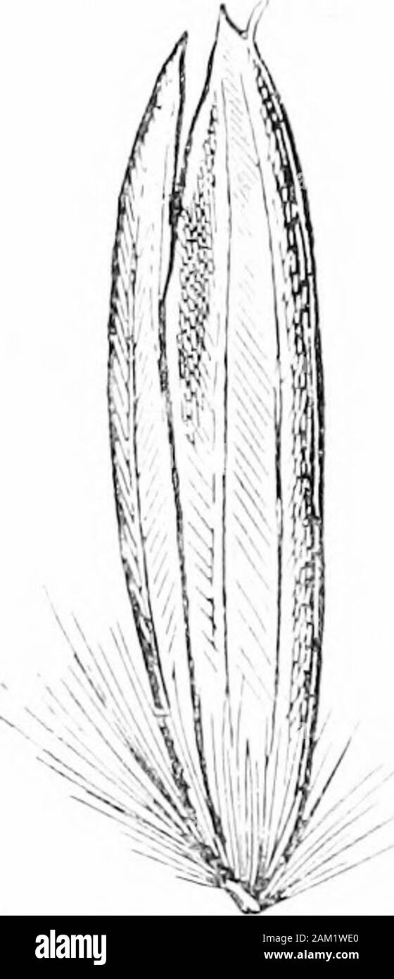 British grasses and their employment in agriculture . Fig. 147. Seedof Psamma are- iiarin, side view.x5. Fig. 14lj. Psamma arenaria, showing inflorescence anda jciticn of the lhizcme. About - nat. size Seed. Outer palea five-nerved, the central nerve minutelytoothed, and slightly projecting beyond the apex of the outerpalea. A basal tuft of long silky hairs is present. Rachillaslender, round, with fine silky hairs. (Fig. 147.) ch. vn] Botanical Description of Species 131 Sesleria ccerulea, Ard. (Blue Moor-grass.) (Fig. 148.)A small perennial, uncommon in this country except on theupland limes Stock Photo