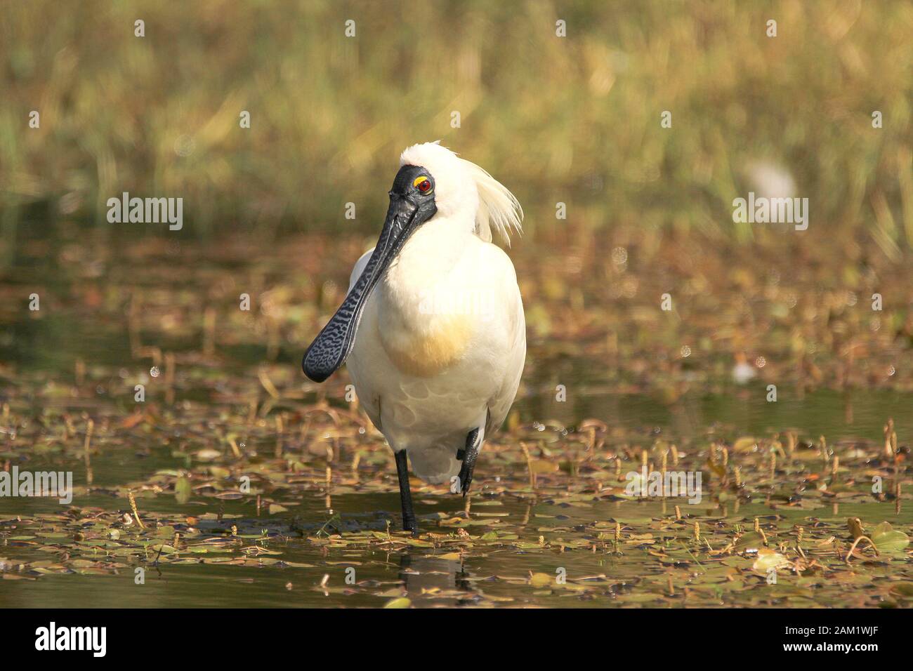 Royal spoonbill (Platalea regia) standing in a pond Stock Photo