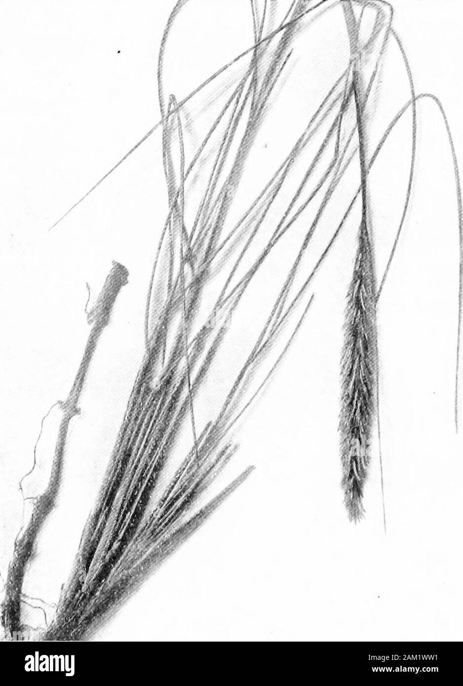 British grasses and their employment in agriculture . wer than those ofP. pratensis. Outer palea acute at the apex, five-nerved; onlythe dorsal and marginal nerves are prominent, which gives asharply triangular cross-section to the seed. Hairs may bepresent on the lower half of the dorsal nerve (keel), but none arepresent on the remaining nerves. The web at the base ofthe palese is less copious than that of P. pratensis. Commerciallycleaned seeds are usually quite free from hairs except for atrace of the web. (Fig. .143.) Psamma arenaria, Beauv. (Sea Mat-grass.) (Fig. 146.) A perennial, freque Stock Photo