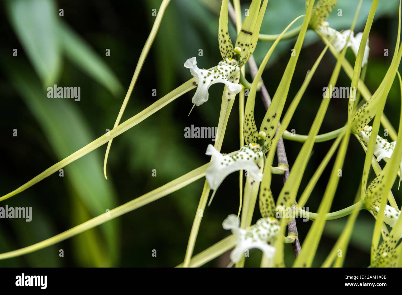 Exotic and beautiful green plant with spots Stock Photo