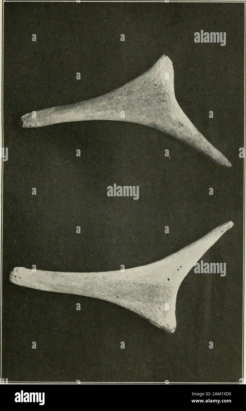 Proceedings of the United States National Museum . Blue Whale. Inner Aspect of Left Fore Limb For explanation of plate see page 4 U. S. NATIONAL MUSEUM PROCEEDINGS, VOL. 66, ART. 7 PL. 9. Blue Whale. Pelvic Elements For explanatjon of plate see page 4 A SECOND INSTANCE OF THE DEVELOPMENT OFRODENT-LIKE INCISORS IN AN ARTIODACTYL. By Gerrit S. M11J.ER, Jr. Curator of the Division of MammaU, Umied States Xutioiial Muscion. The rodent-like incisors of the extinct Balearic Island goat, Myo-tragus balearicus Bate/ have been regarded as the onlj- instance ofthe development of such teeth by an even-to Stock Photo