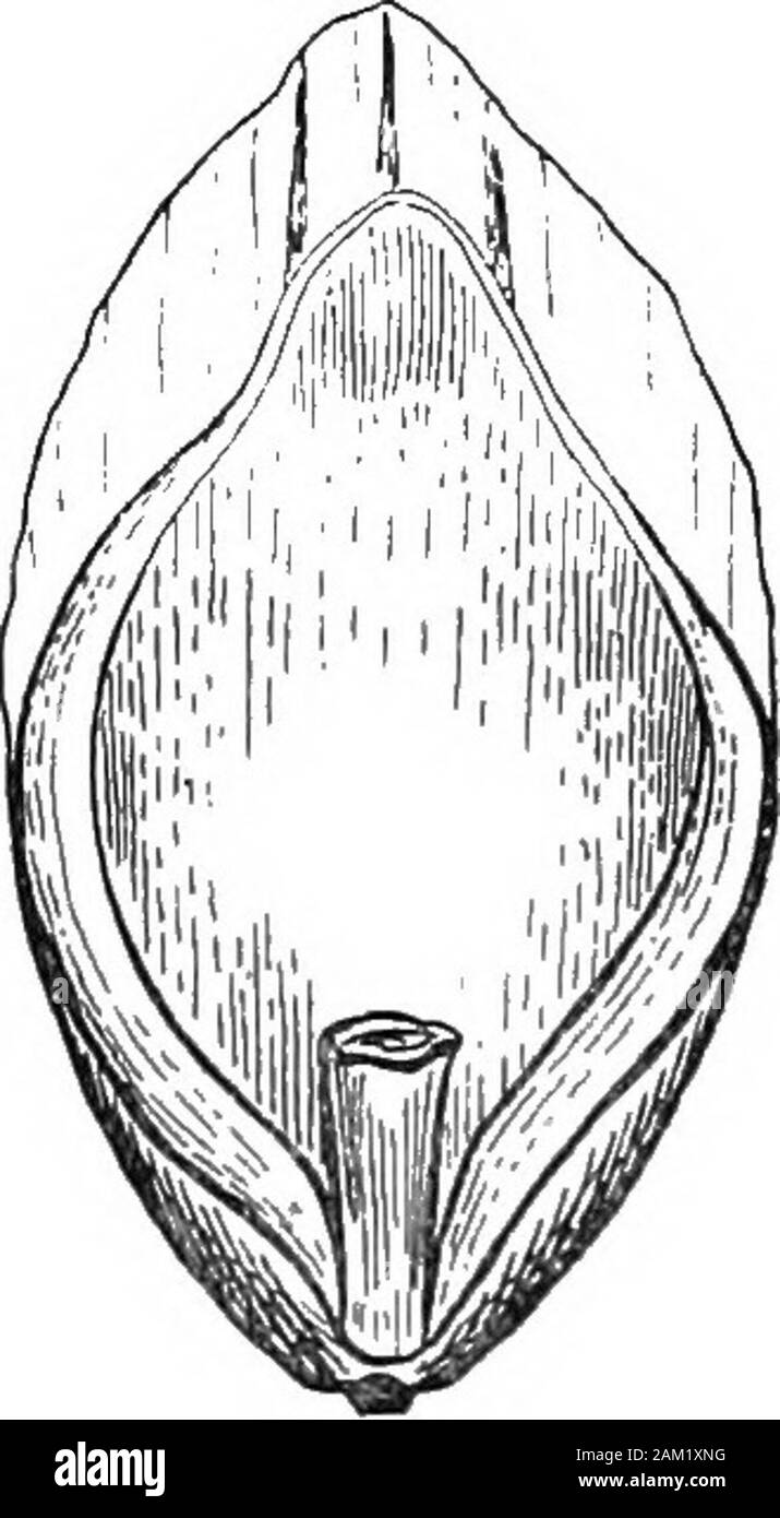 British grasses and their employment in agriculture . Fig. 125. Seed of Loliumtemulentum. x 10. Fig. 126. Seed of Melicanutans. Front view, x 10. may sometimes be present. Outer palea seven-nerved, bifid at itsapex, and bearing (in the ordinary form) a sub-terminal rough awnfrom once to twice the length of the outer palea. Another formwithout, awns is sometimes described as L. anense. The seeds are from 6 to 7 mm. long (excluding the awn),smooth, and very stout (about 2-5 mm. thick). Rachilla stout,round, and smooth. (Fig. 125.) Melica nutans, L. (Mountain Melick.) (Fig. 127.) A rather rare pe Stock Photo