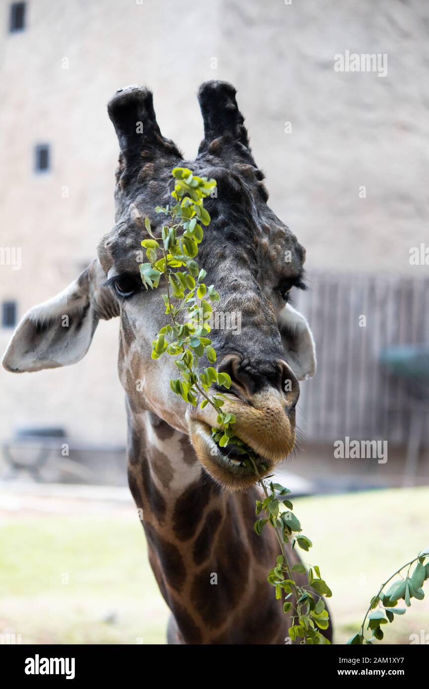 Giraffes eating trees daytime hi-res stock photography and images - Alamy