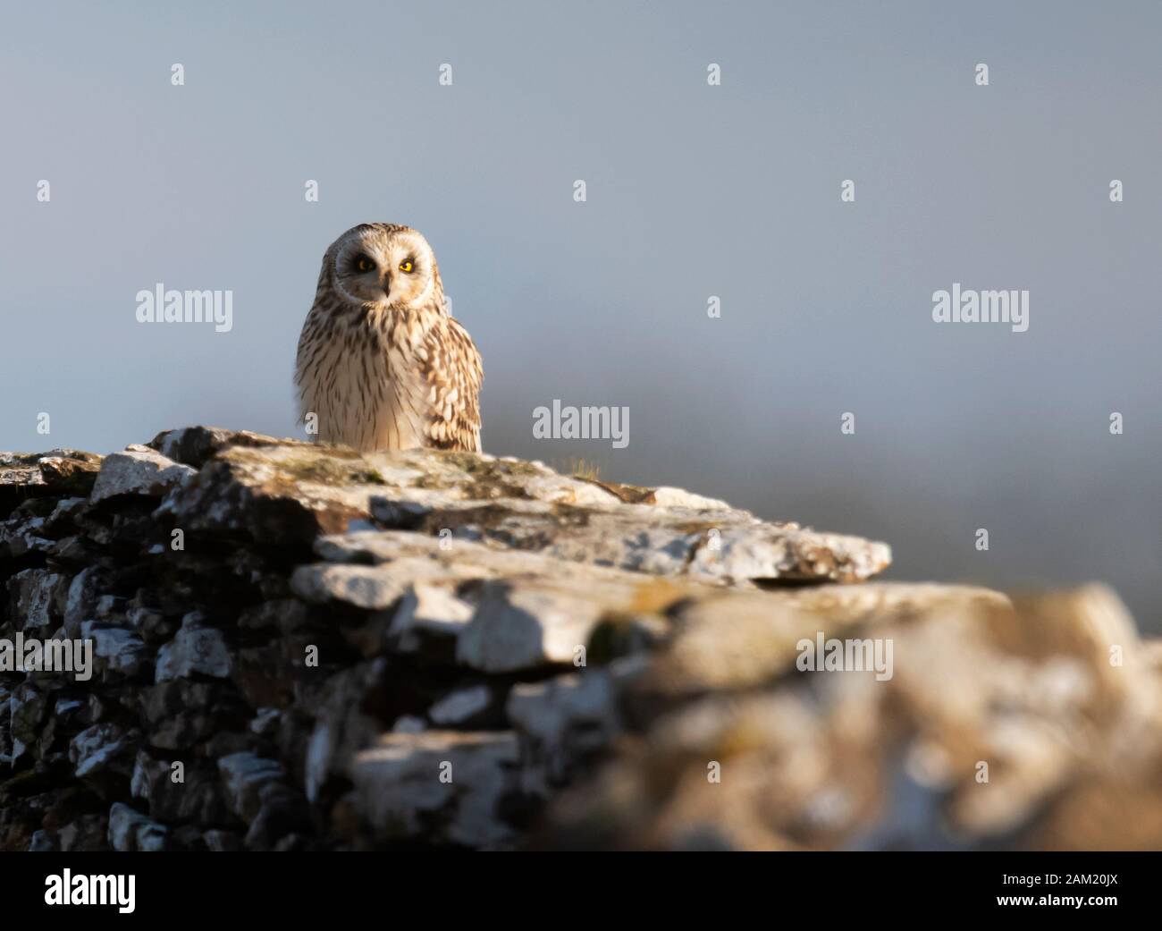 A wild Short Eared Owl (Asio flammeus) perched on dry stone wall, Cotswolds, Gloucestershire Stock Photo