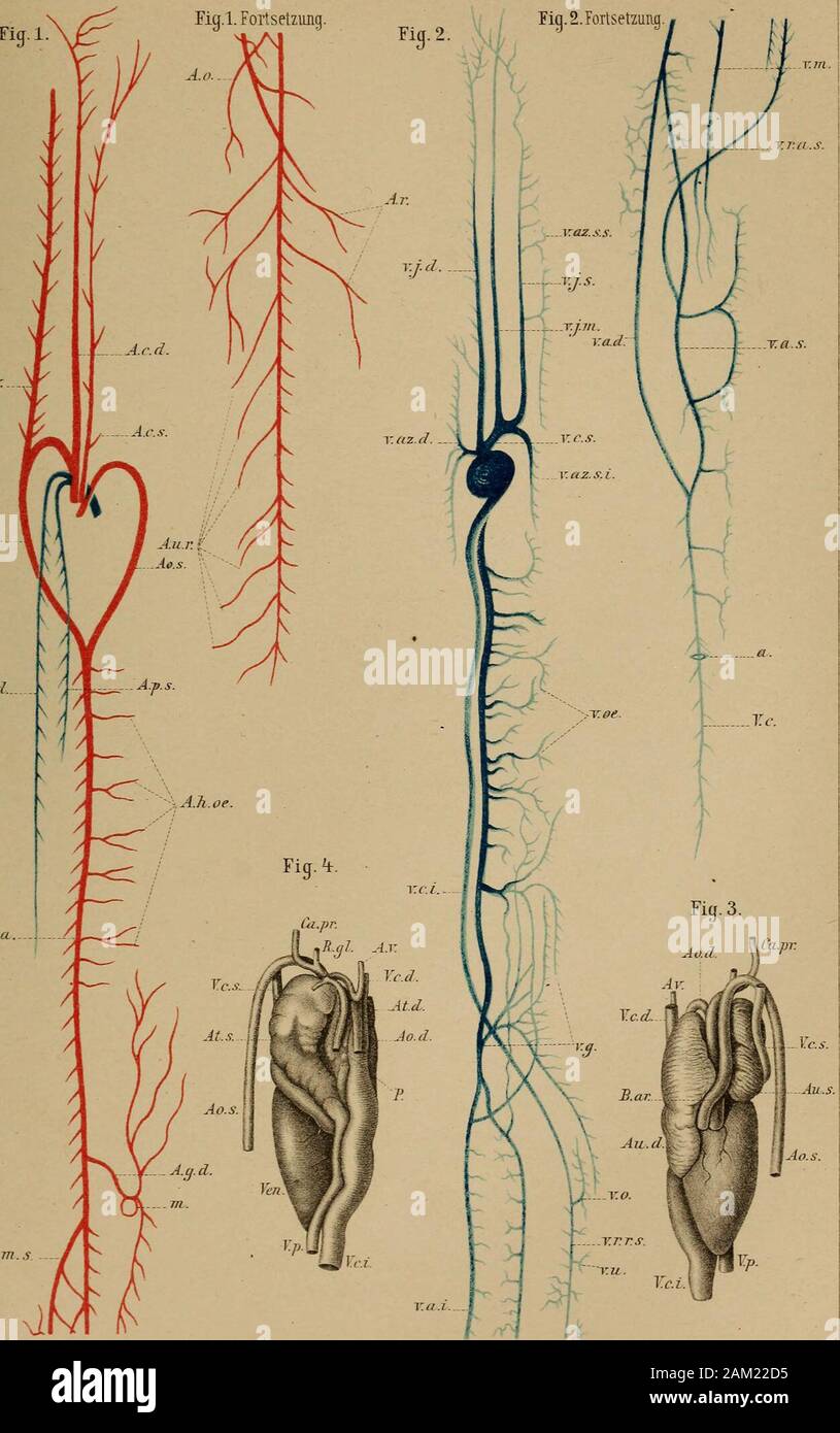 Vena uterina hires stock photography and images Alamy