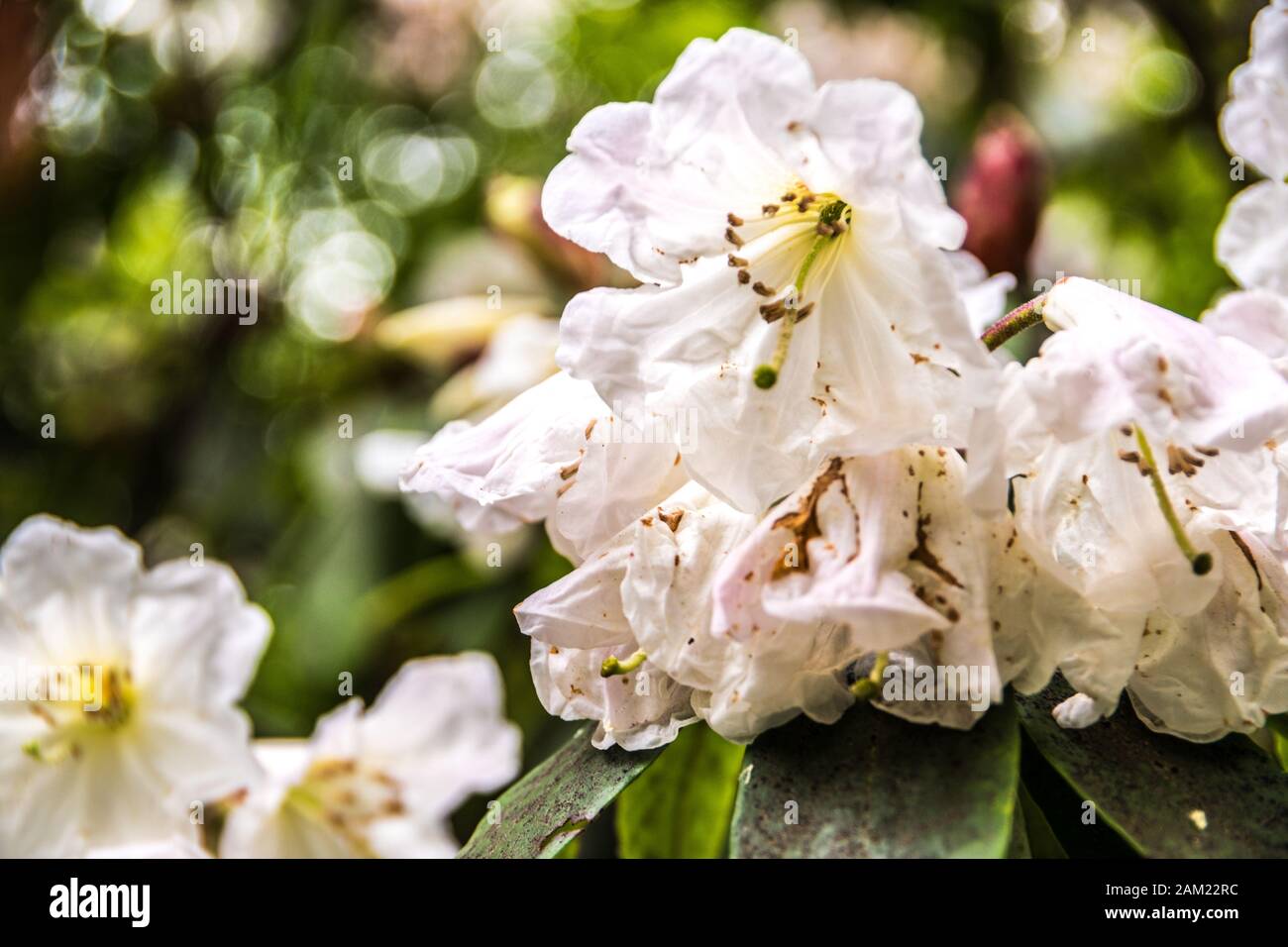 Beautiful white flowers with wrinkled petals Stock Photo