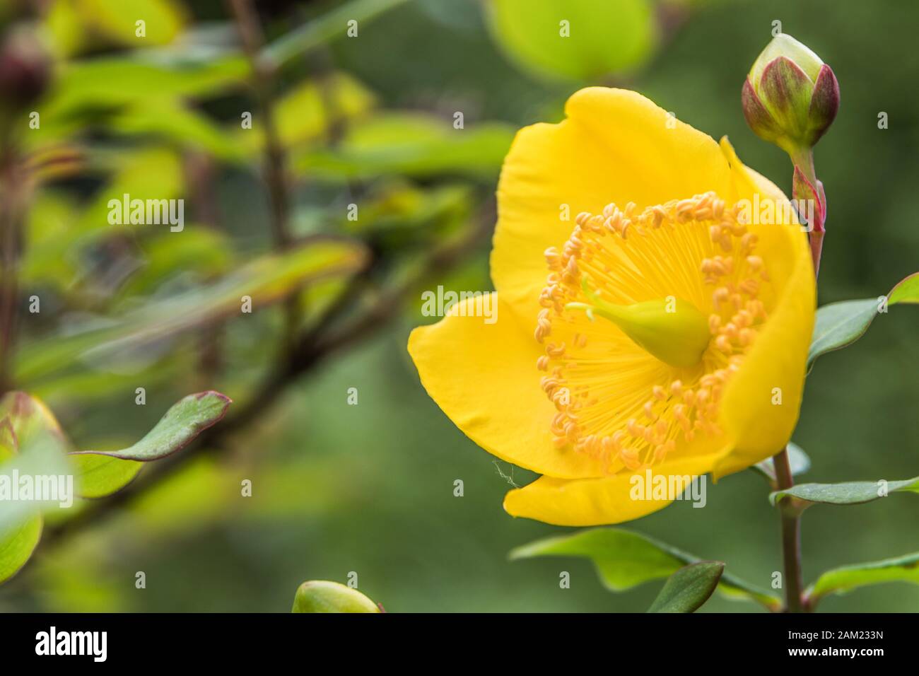 Beautiful yellow flowers with green leaves background Stock Photo