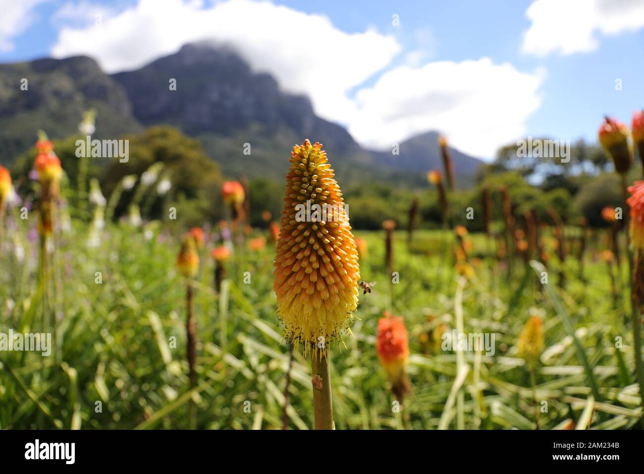 Landscape near Cape Town Stock Photo