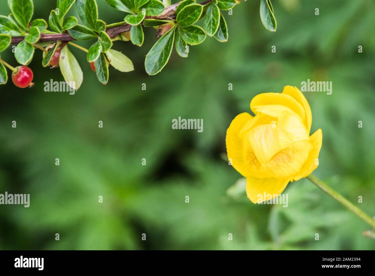 Beautiful yellow flowers with green leaves background Stock Photo