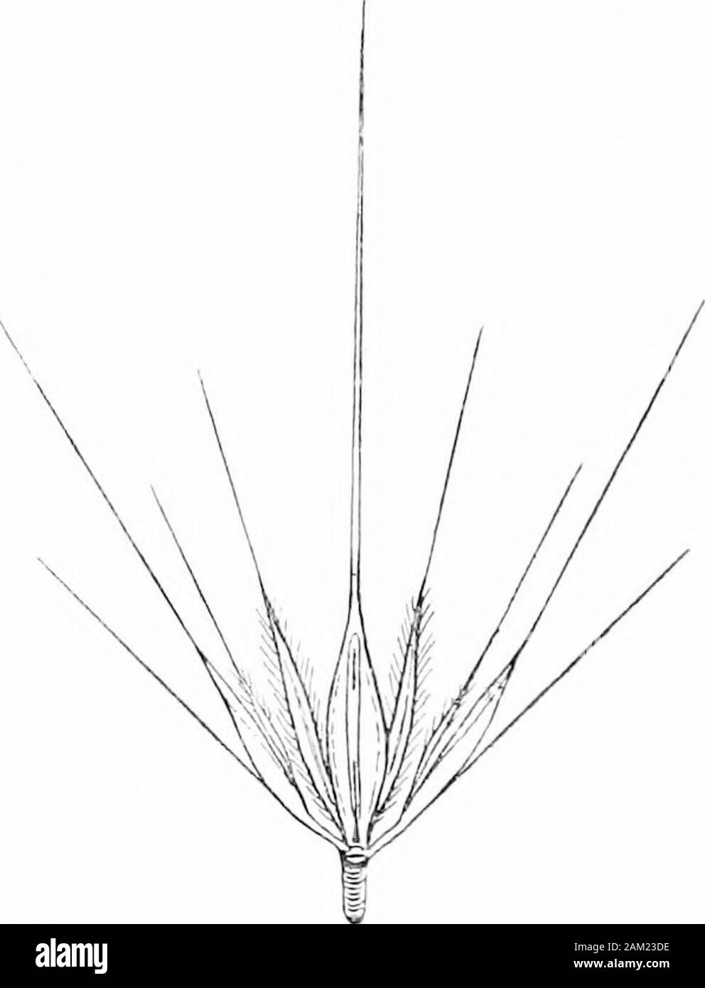 British grasses and their employment in agriculture . Fig. 117. Hordeum murinum (left) andHordeum pratense (right). About?, nat. size.. Fig. 118. A triplet of spikelets ofHordeum murinum. Nat. size. Onlythe central spikelet, which liesbetween the two dilated and fringedglumes, contains a grain. Kceleria cristata, Pers. (Crested Hair-grass.) (Fig. 119.) A small perennial forming dense tufts of rather stiff foliage, principally found on dry soils near the sea. Sheaths split and hairv. Blades rolled in the shoot, narrow, and pubescent or downy on ch. vn] Botanical Description of Species 113 both Stock Photo