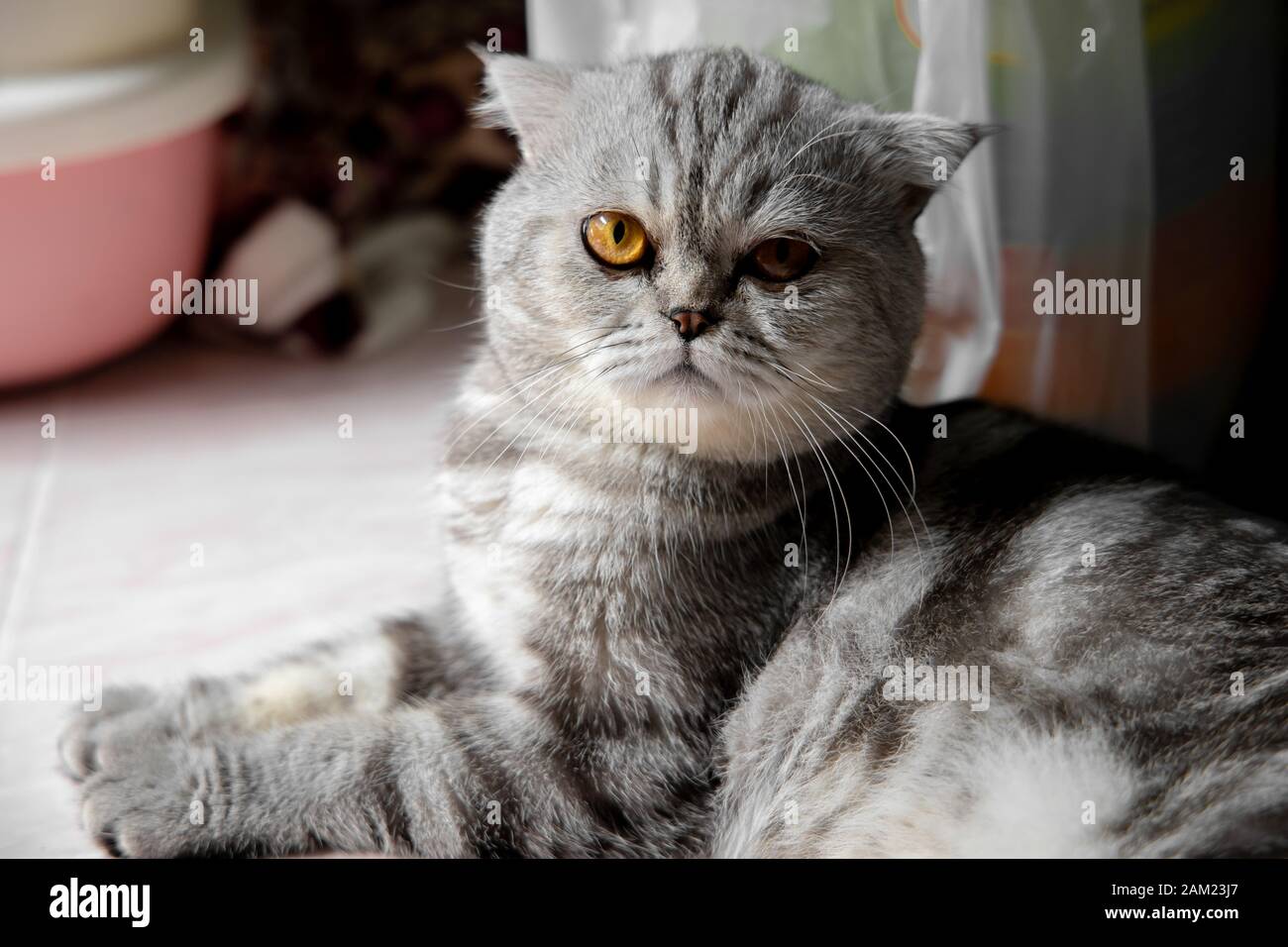 Portrait scottish fold cat is so cute. Scottish fold cat are looking. Cat with sitting on the floor. Stock Photo