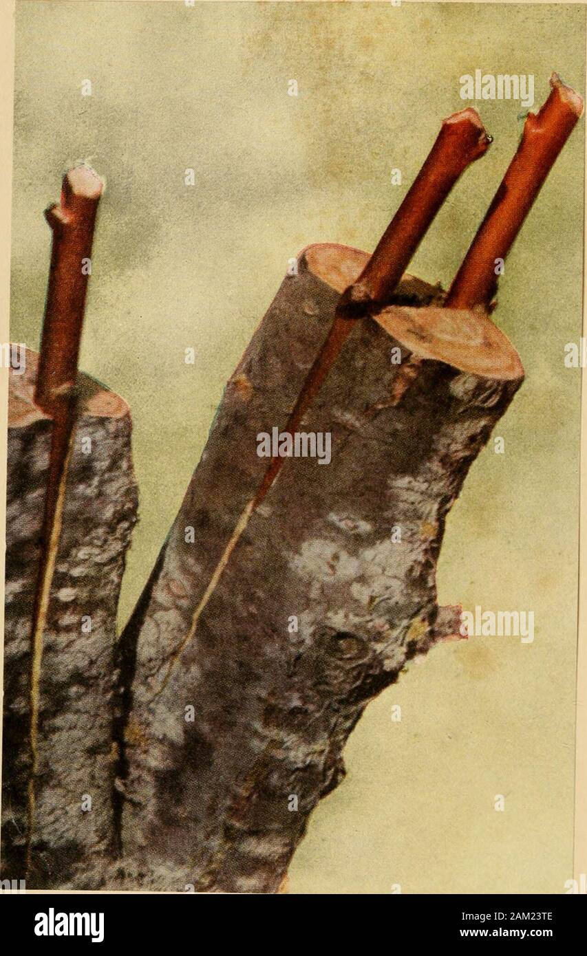 Luther Burbank, his methods and discoveries and their practical application; prepared from his original field notes covering more than 100,000 experiments made during forty years devoted to plant improvement . Cleft Graft This is one oj several common methods of grafting. The engrafted twigs are called cions, the branch on which they are placed is called the stock. The essential principle is that the inner bark, called the Cambium layer, of the cion should be brought into intimate contact with the corresponding layer of bark of the stock. Further details of grafting are shown in other pictures Stock Photo