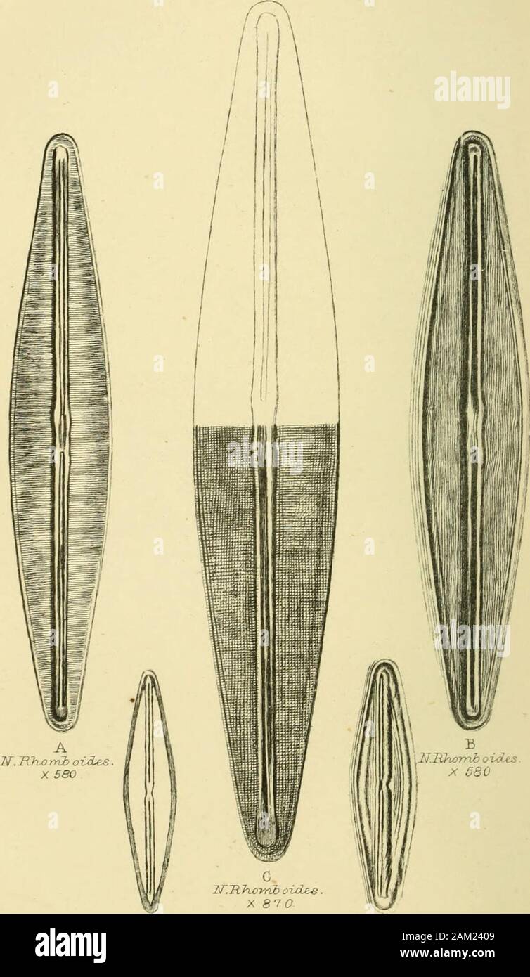 Monthly microscopical journal: transactions of the Royal Microscopical Society, and record of histological research at home and abroad . e cones which are the fruit of a tree called Lepidodendron,and compared them, by the aid of diagrams, with the Lycopodium andSelaginella of the present day. Other fossil cones were compared withthe Equisetum, or horse-tails, to which they are allied in structure.The ferns found in the coal-measures were then described, and Mr.Carruthers alluded to his discovery of a specimen exhibiting thepeculiar structure of the fruit. The fossil ferns were compared withthe Stock Photo