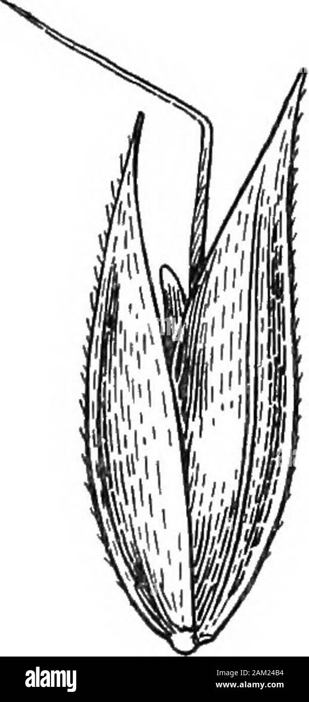 British grasses and their employment in agriculture . Fig. 115. Hokus lanatus (left) and Holcus mollis, a dried specimen (right).About I nat. size. The lateral spikelets are borne on distinct pedicels, and theglumes are fine and bristle-like. The outer palea bears a terminalawn longer than the glumes. Rachilla fine, shorter than that ofthe central flower. Lateral flowers staminate. As in H. pratensethe seed consists of the three united spikelets—the central oneonly enclosing a grain. ch. vn] Botanical Description of Species 111 H. maritimum, With., is a sea-coast form of H. muri-num. Hordeum p Stock Photo