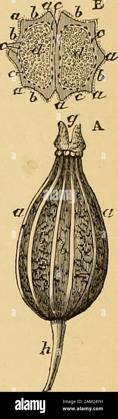 A text-book of organic materia medica : comprising a description of the vegetable and animal drugs of the British pharmacopoeia with other non-official medicines . ocultivated in several parts of Europe where the summer iswarm enough for ripening its fruits;and in South America and India. Official Parts or Products andNames.—i. Anisi Fructus :—thedried fruit. 2. Oleum Anisi:—theoil distilled in Europe from anisefruit (Pimpinella Anisum, Linn.);or in China from star-anise fruit(Illicium anisatum, Linn.). 1. Anisi Fructus. Anise Fruit. Varieties and Commerce.—Anisefruits are chiefly imported int Stock Photo