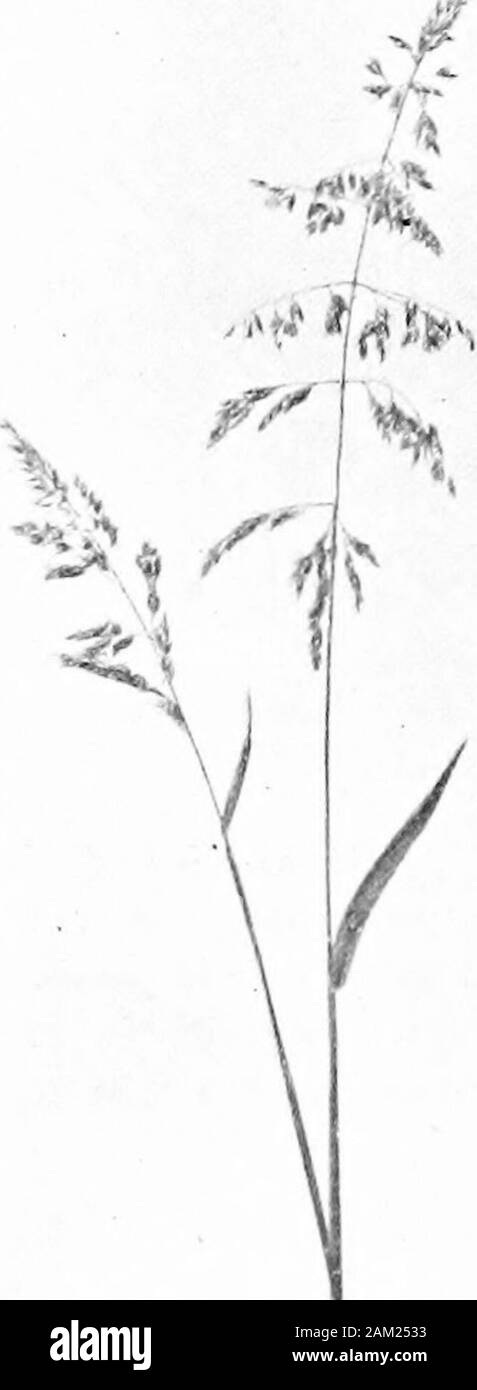 British grasses and their employment in agriculture . e glumes orbecome free from them, x 10. Hordeum murinum, L. (Wall Barley.) (Fig. 117.) A closely tufted annual with abundant light-green foliage.Sheaths split, slightly keeled, hairy (at least the lower ones). Bladerolled in the shoot, broadest about its middle, acuminate, ratherthin; both surfaces dull and hairy, ribless above, slightly keeledbelow. Ligule short and blunt. Auricles large, white, pointedand overlapping. Common in Britain as a weed in waste places. Inflorescence and Seeds. Flowers in June; culms 1 to 2 feet high. Inflorescen Stock Photo