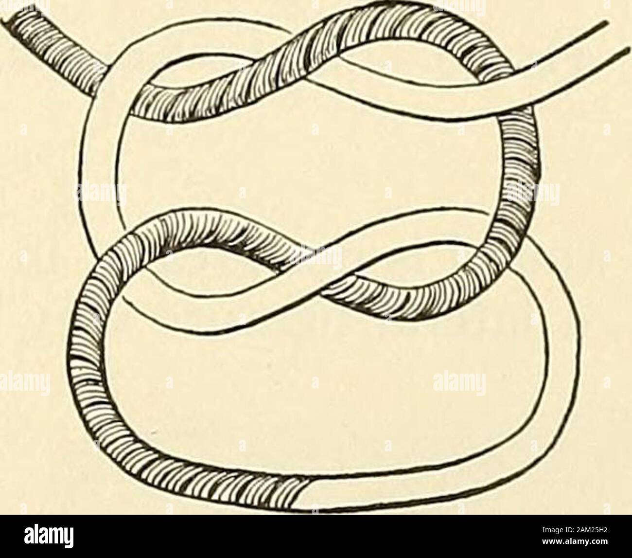 Granny Knot High Resolution Stock Photography and Images Alamy