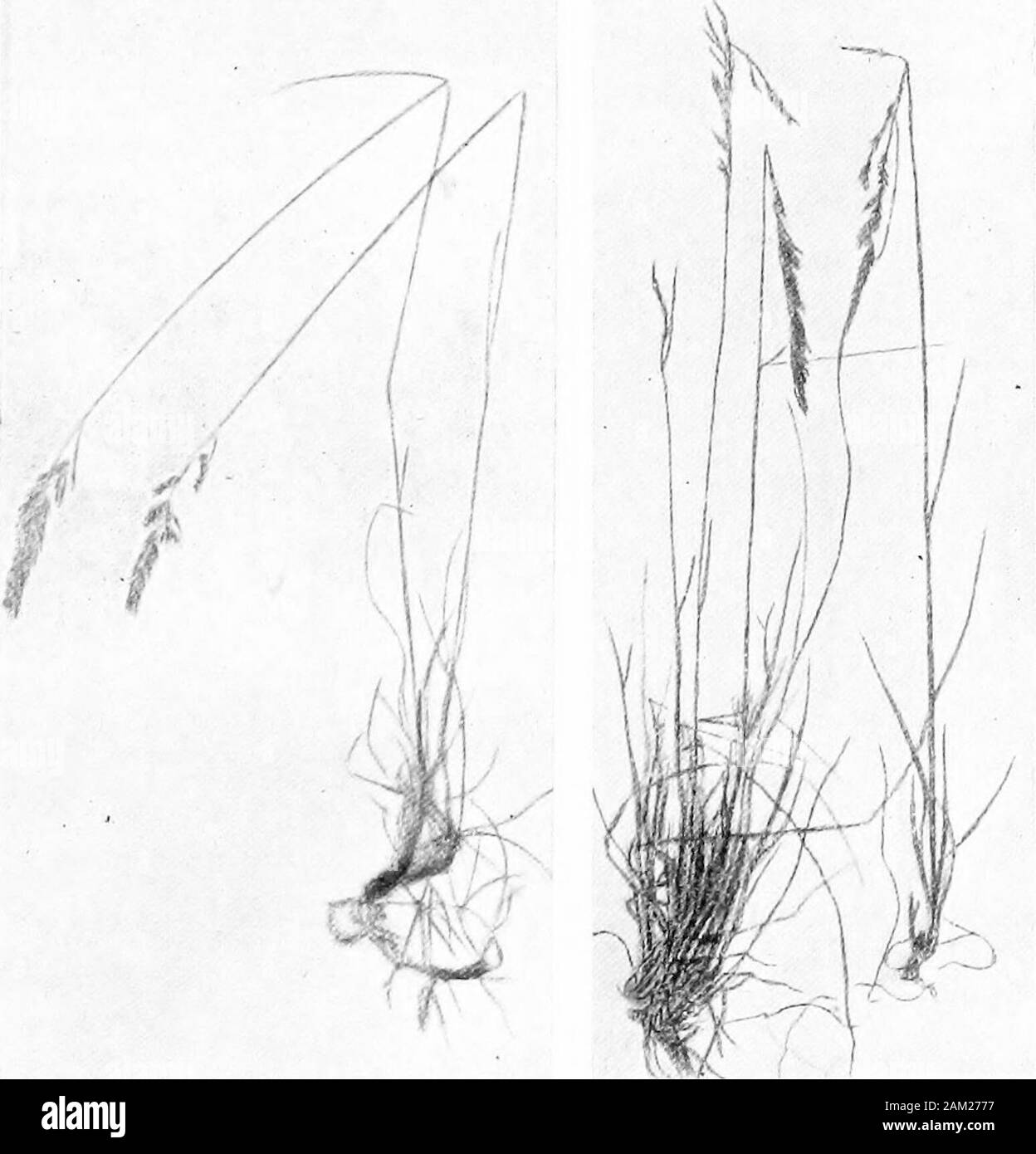 British grasses and their employment in agriculture . Fig. 102 Fig. 102. Seed of Fes-tuca ovina var. vulgaris.xlO. Fig. 103. Seed of Festucaovina var. tenuifolia. x 10. ch. vir] Botanical Description of Species 103 Var. 2, fallax—without rhizomes, growing in fairly compacttufts. Sub-species heterophylla, Hackel. Top of ovarii pubescent. In this variety the intravaginal shoots are much more numerousthan the extravaginal and the upper leaves of the culm aredistinctly expanded.. Fig. 104. Festuca rubra, L. var.enuina, Hack. About J nat. size. Fig. 105. Festuca ovina, L.var. duriuscula, Koch.About Stock Photo