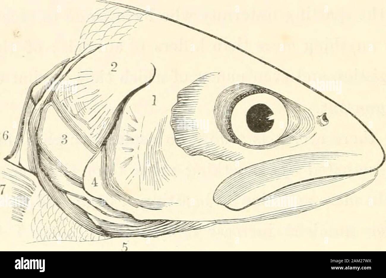 Frank Forester's fish and fishing of the United States and British provinces of North America . fidly aspired to the honours of a naturalist ;and has most deservedly ac(piircd, as such, no small degree ofcelebrity and favour. From this sljort excursion, into which 1 have been naturallyled in the course of my subject, I return to the description ofthe gill-covers of fish, and thereafter to the dental system, themethod of comparing which I shall lay down briefly for the useof the learner, and then proceed at once to the history ofSporting Fislies. The subject, which I now present, is the head of Stock Photo