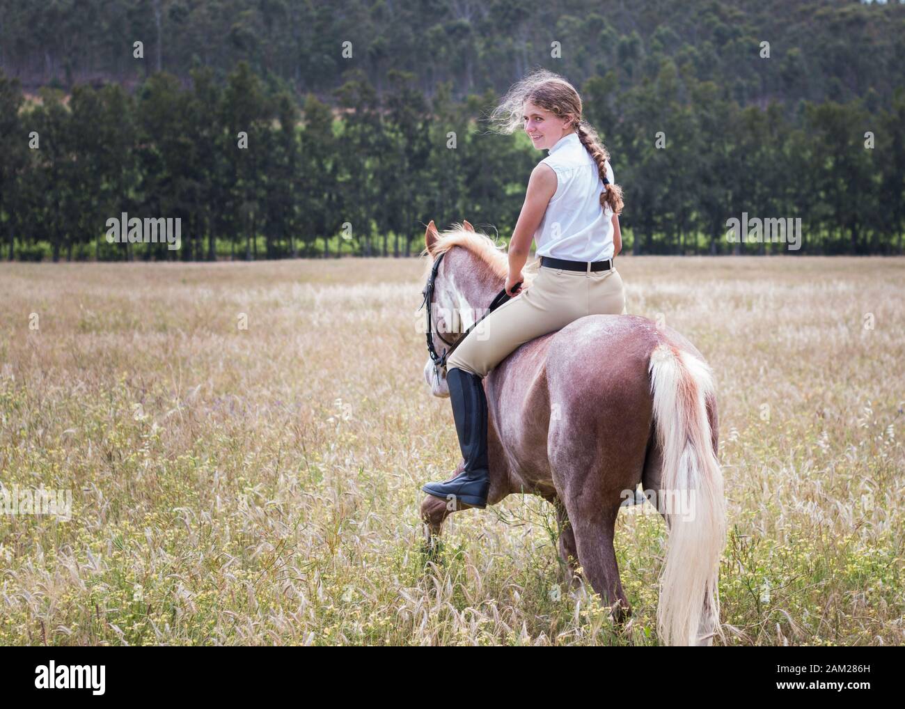 Girl walking in the field on her Sabino paint horse looking back bareback and without a bridle. Stock Photo