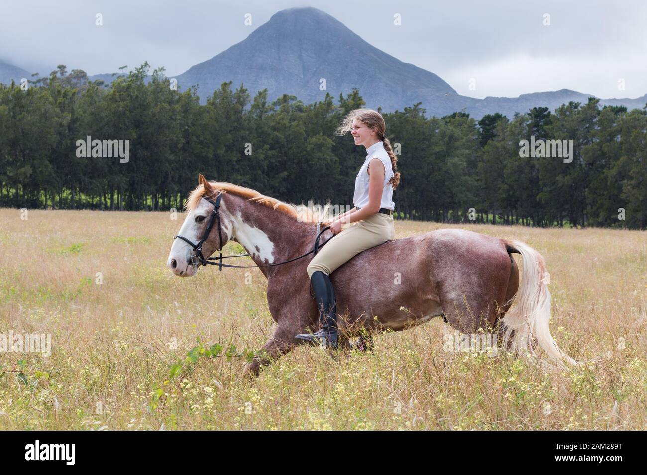 Girl walking in the field on her Sabino paint horse bareback and without a bridle side profile. Stock Photo