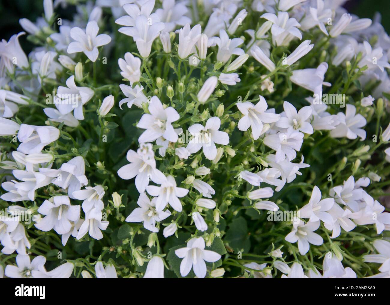 Blooming potted Campanula muralis flowers on a shelf in a flower shop, campanula americana blossom, or white bellflowers for garden and decoration Stock Photo