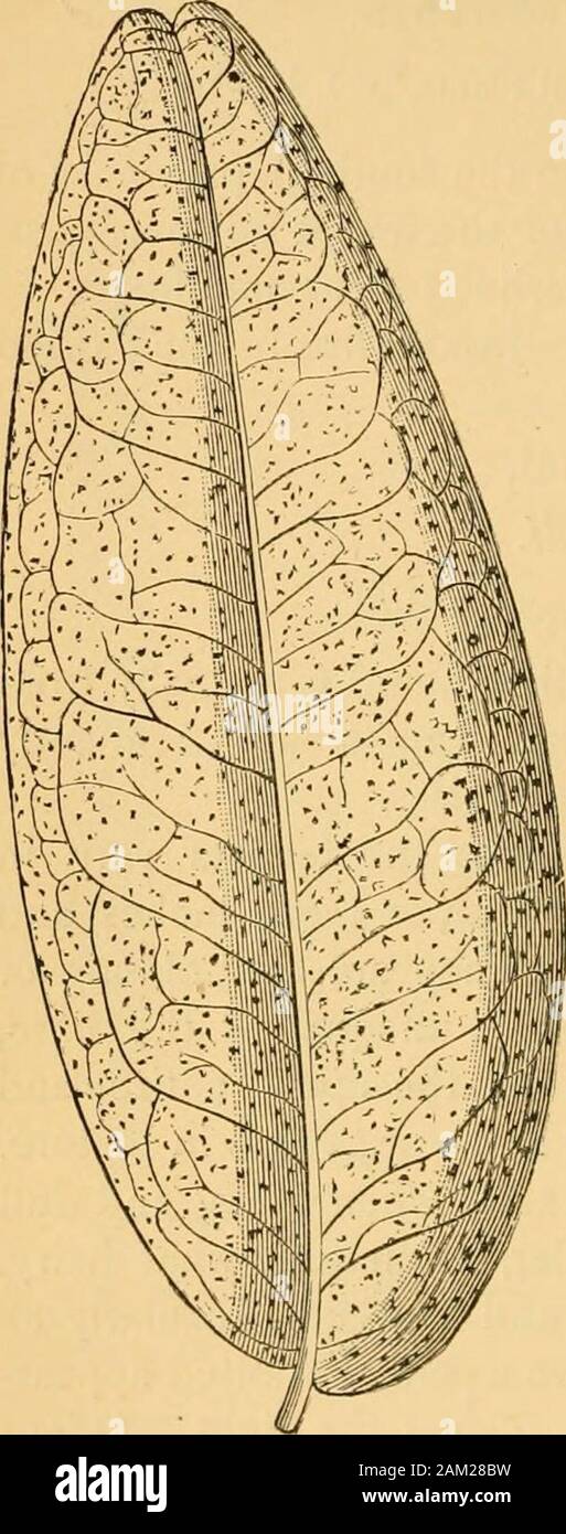 A Text Book Of Organic Materia Medica Comprising A Description Of The Vegetable And Animal Drugs Of The British Pharmacopoeia With Other Non Official Medicines The Nitrate Is Official Jaborandi Also Contains