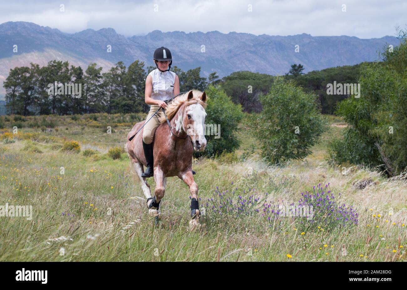Girl galloping on a Sabino paint horse in the field bareback and without a bridle towards the camera. Stock Photo
