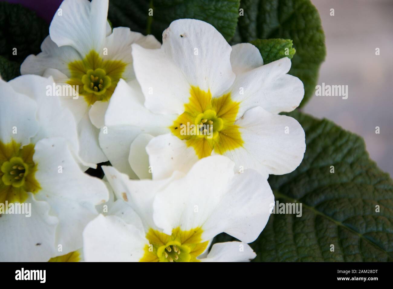 White blooming primrose flower. Close-up of the blossoming plant primula vulgaris with green leaves. Background floral pattern, primula polyanthus Stock Photo