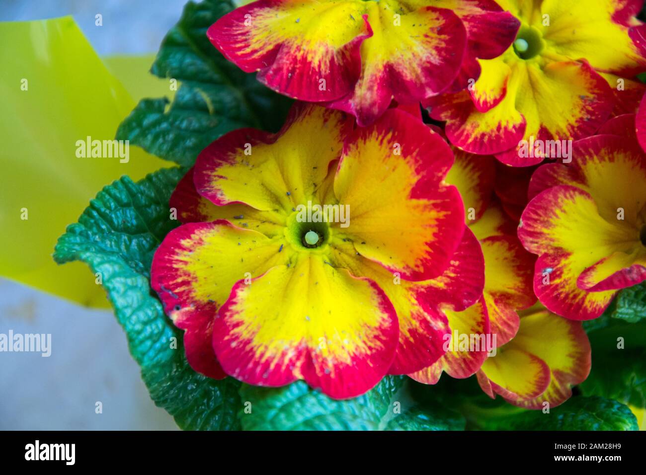 Red and yellow blooming primrose flower. blossoming plant primula vulgaris with green leaves. Background floral pattern, primula polyanthus Stock Photo