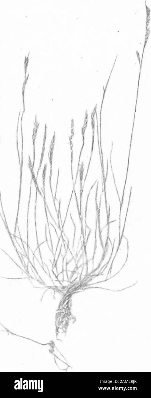 British grasses and their employment in agriculture . Fig. 97. Seedof Festuca da-tior sub-sp. pra-tensis. x 10. Elymus arenarius, L. (Sand Lyme-grass.) (Fig. 91.)A perennial, with long and numerous rhizomes, chiefly foundon sandy sea-shores. It has been extensively sown for bindingloose or blowing.sand on parts of the English and Dutch coasts. A. 7 98 Botanical Section [PT I Shoots round; sheaths split; leaf-blades long, firm, folded or rolledinwards, with spinous points. The inner or upper surface of theblade has deep grooves and flat-topped prominent ribs; the lowersurface is ribless and smo Stock Photo