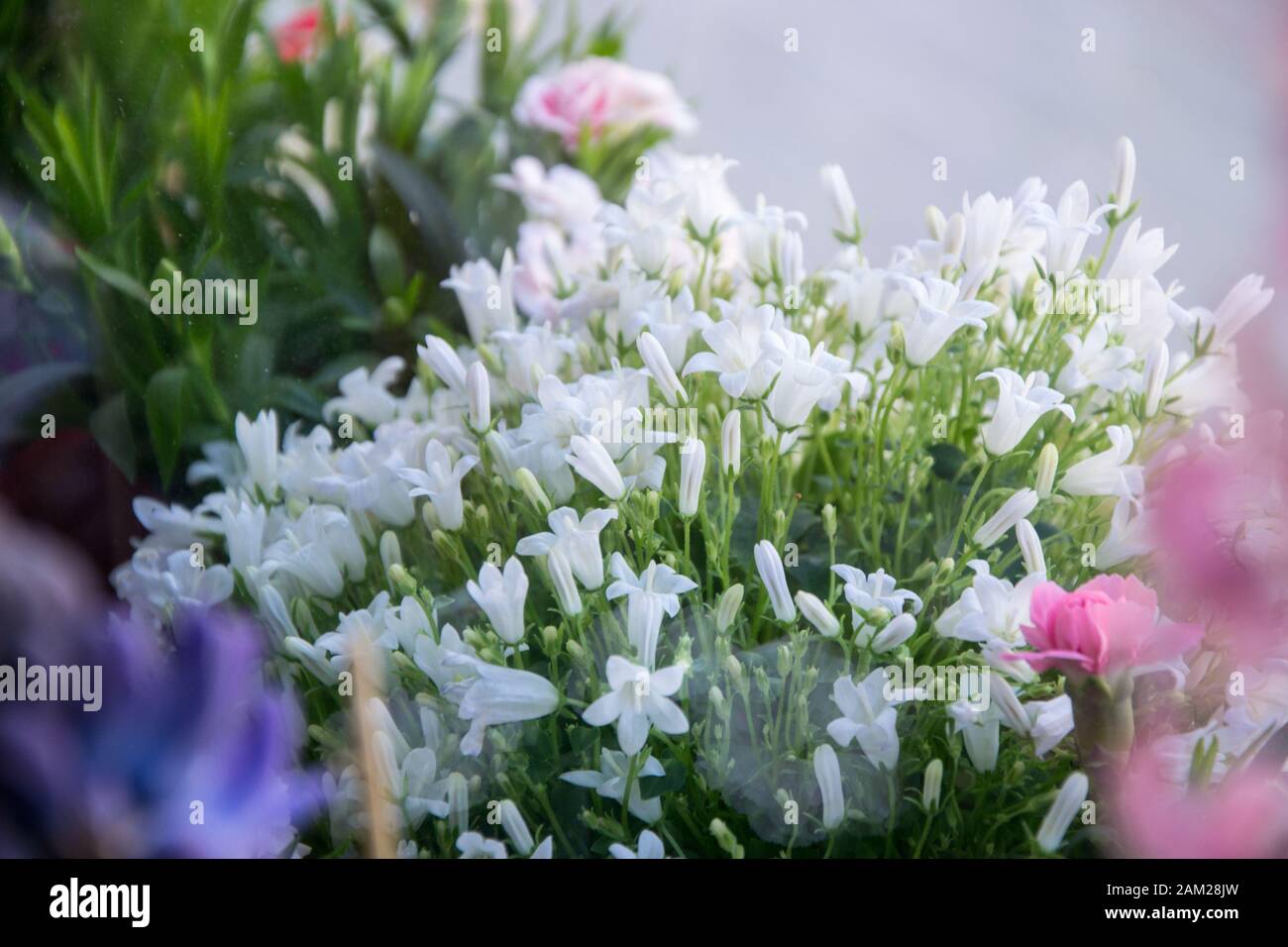 Blooming potted Campanula muralis flowers on a shelf in a flower shop, campanula americana blossom, or white bellflowers for garden and decoration Stock Photo