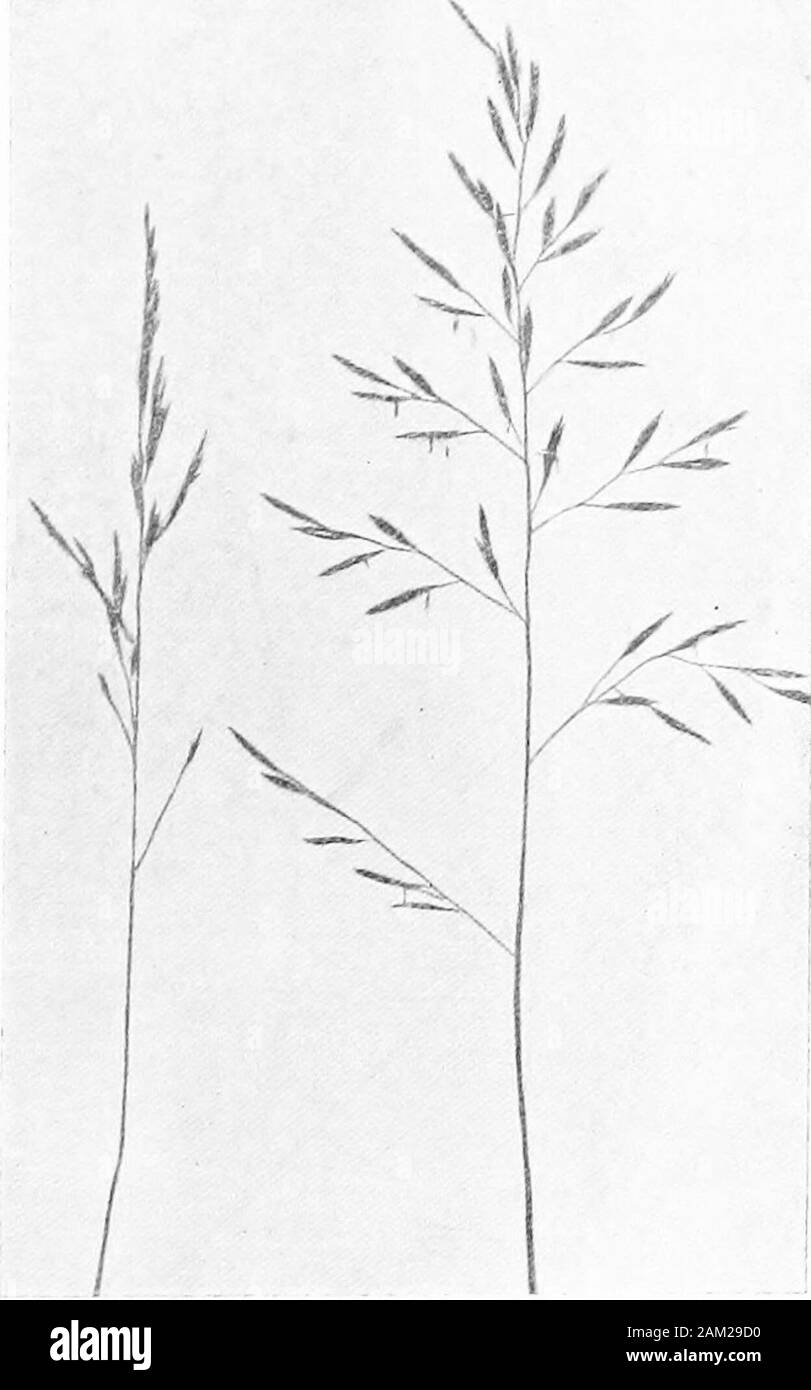 British grasses and their employment in agriculture . Fig. 95. Seedof Festuca ela-tior sub-sp. arun- diiiacea. x 10. Fig. 94. Panicle of Festuca elatior sub-sp.arundinacea. About I nat. size. Inflorescence a plume-like panicle, rather close at first butspreading at the time of flowering which is usually in July.Flowering culms 3-5 feet high; spikelets numerous, one-flowered,and green, white, or purplish. Empty glumes almost equal, andacute. ch. vn] Botanical Description of Species 97 Seeds about 3 mm. long. Outer palea very glossy, andeither white, or yellow, or sometimes dark coloured. At the Stock Photo