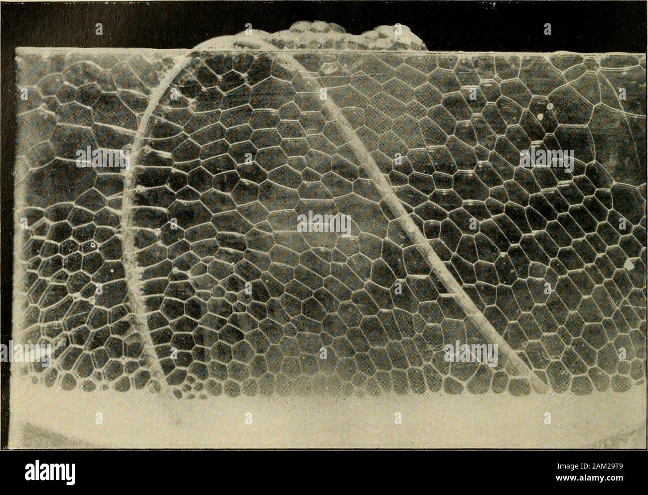 Gleanings in bee culture . NEYCOMB BUILT NEXTTO GLASS—ENLARGED VIEW.The cells are partly tilled with honey. This illus-tration shows that the cells are not straight and horizontal, but curved and slanting upward. the suitability of the fatting-coopis vindicated.— (Jlieshire. On the inner side of the eightplates lining the lower side of theabdomen are about 140,000 glands(Cheshire), from which thewax issecreted as a white liquid, whichhardens on exposure to the air.When first formed it is white andvery brittle, and is pulled outfrom between the plates by thepinceis on the hind legs. Thepieces o Stock Photo