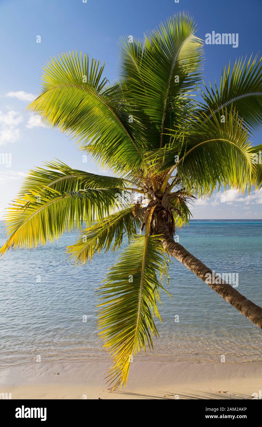 Palm tree on beach at Hauru Point, Mo'orea, Society Islands, French Polynesia Stock Photo