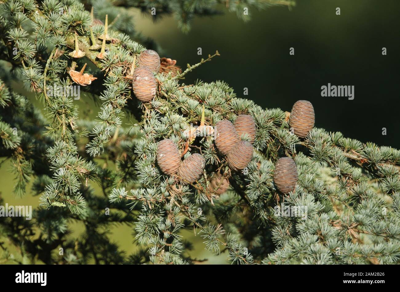 Cones growing on a branch of a Cedar Tree, Cedrus libani, Cedar of Lebanon or Lebanon Cedar  in the UK. Stock Photo