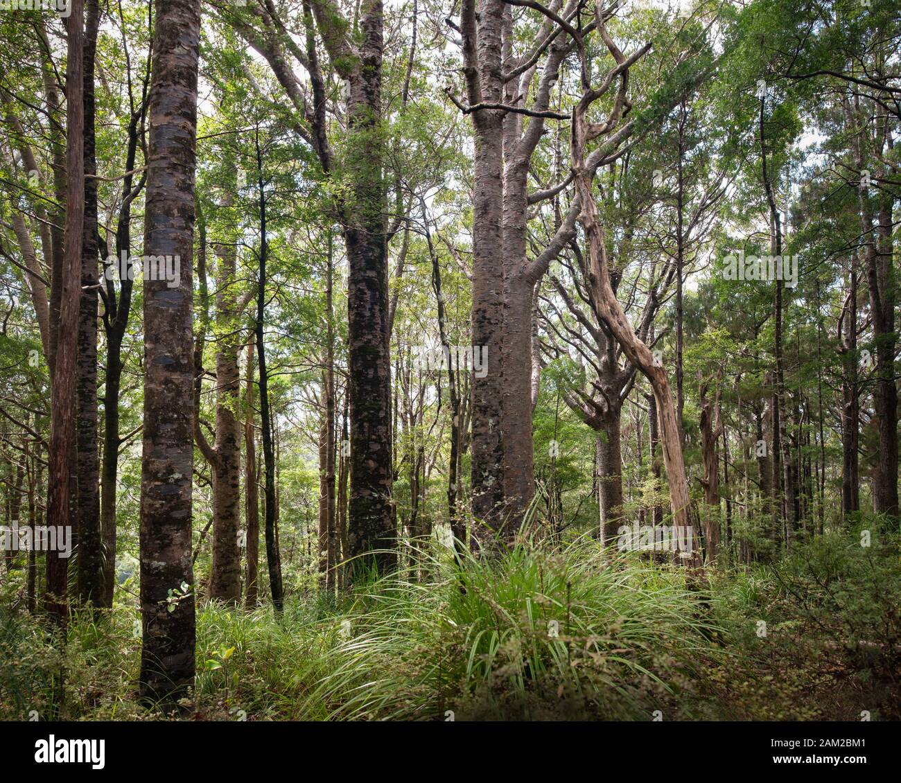 Native trees nz hires stock photography and images Alamy