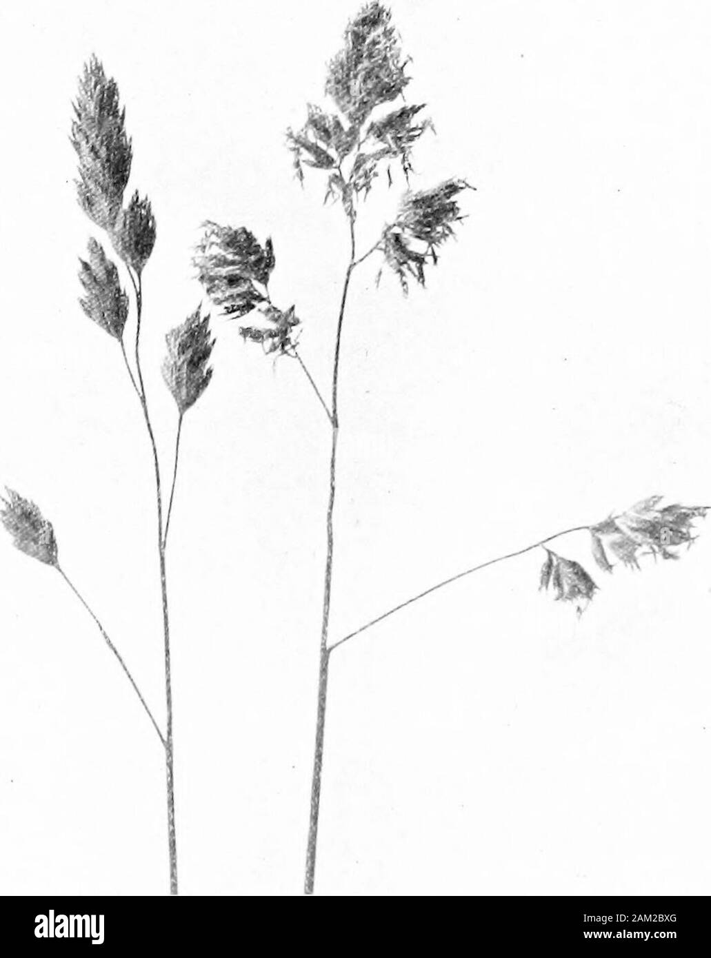 British grasses and their employment in agriculture . Fig. 86. Seedof Gynosuruscristatus. /. 10.Front view. Fig. 85. Spike-like inflorescences of Gynosuruscristatus shown in full flower. About twicenatural size. Flowers late in June or early in July. The culm is thin, smoothand wiry, from nine to fifteen inches high. Panicle spikedike,1 to 2 inches long, simple, bearing the spikelets in clusters on itswavy axis. About one-fourth of this axis (rachis) is left exposedowing to the clusters of spikelets being all turned towards oneside. Spikelets, 3-5 flowered, each subtended by a group of 92 Bota Stock Photo
