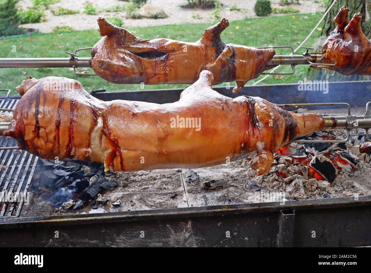 Carcasses of whole young pigs are fixed on rotating metal rods and roasting over a charcoal fire