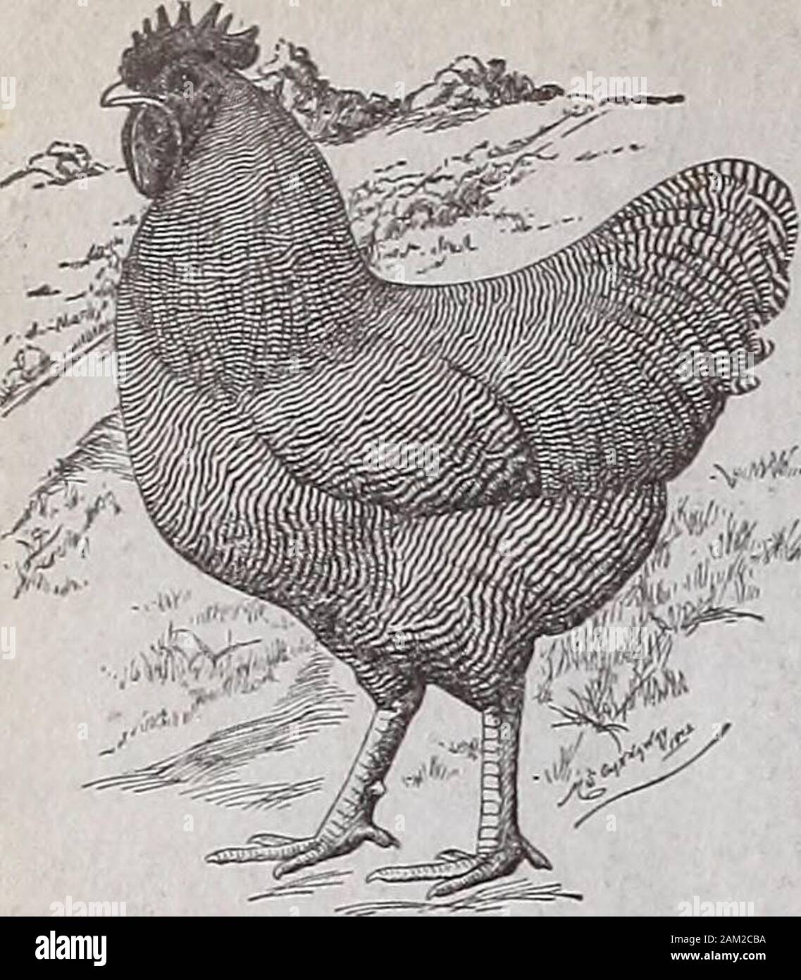Poultry Fancier Little Chick Estab Lished1795 Feed Will Give You Big Vigorouschicks And Reduce Themortality And Our No 1 Scratch Feed No Grit Or Shell And Purity Poultry Mash Will Keep Them Healthy