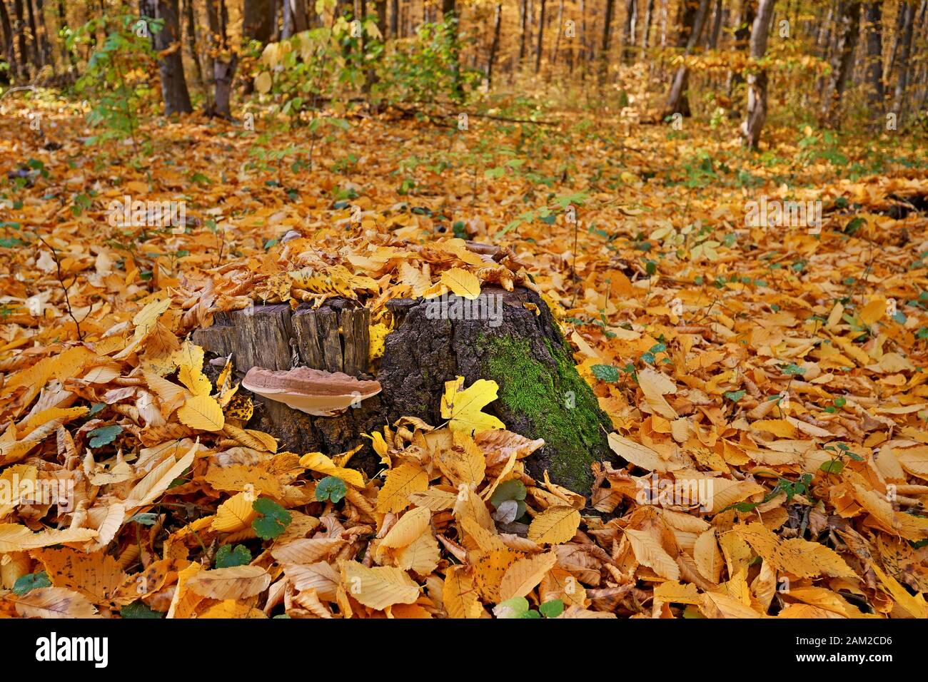 Mushroom tinder grows on a lonely large stump on the middle of a clearing covered with fallen yellow and orange leaves in a hornbeam forest, lovely su Stock Photo