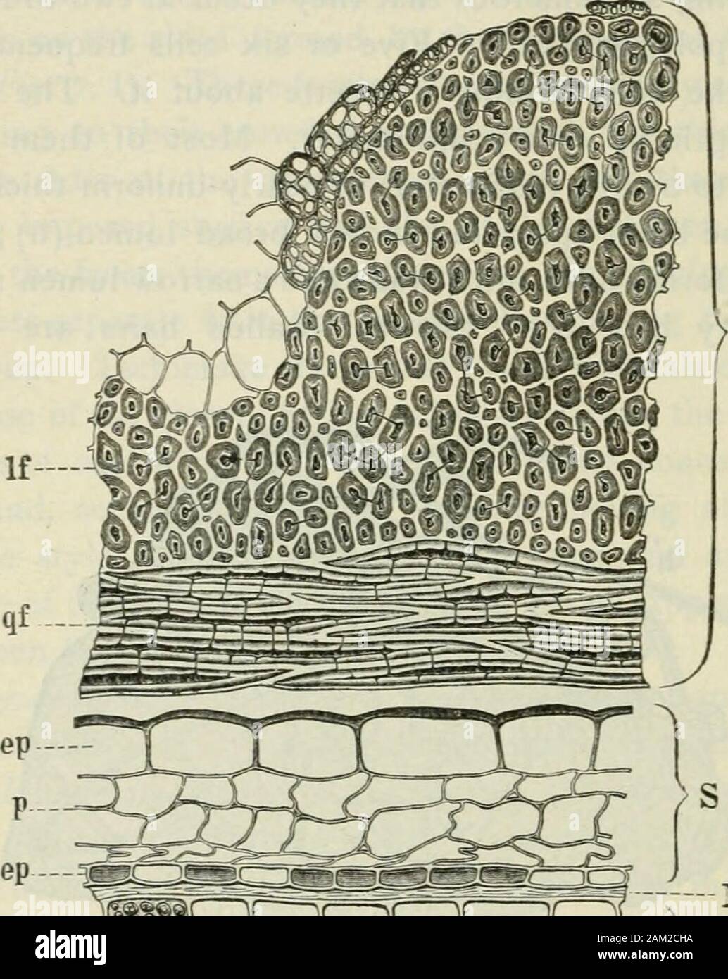 American journal of pharmacy . As with crystal clusters are com-mon, particularly near the base of the style. Reticulated cells occurin the inner layers adjoining the endocarp. (4) Outer Endocarp [Fig. 7, F, Fig. p, If).—Owing to the deepwrinkles the thickness ot this coat is exceedingly variable. As in. End lep — k — - - X Fig- 9-—R^d Raspberry. Endocarp and seed in transverse section. End,endocarp consisting of If, longitudinall extended fibers, and qf, transversly ex-tended fibers ; S, testa consisting of ep, epidermis, p. parenchyma (nutritivelayer) and iep, inner epidermis ; N, hyaline la Stock Photo
