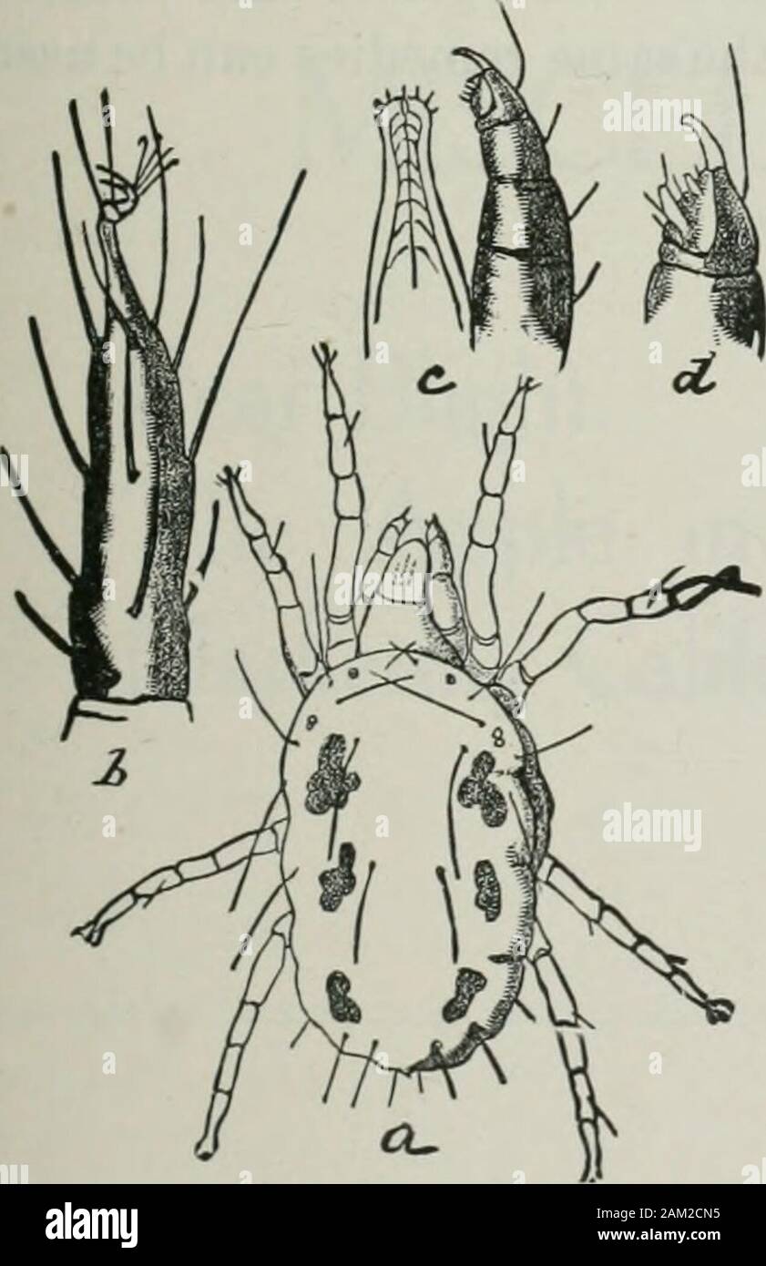 Appendix to the Journals of the Senate and Assembly of the ..session of the Legislature of the State of California . he yellow mite (Fig. 26), holdsfull sway and can only be kept in checkby the application of dry sulphur or bya sulphide of potash spray. Orange Mites (Tetranychus mytilaspi-dis and T. sexmaculatus). (Fig. 25.)These species have been reported fromseveral sections as doing considerabledamage to young citrus trees. In somesections they can always be found inlimited quantities only, especially wherefumigation or spraying is generallypracticed, but they become a very seri-ous pest if Stock Photo