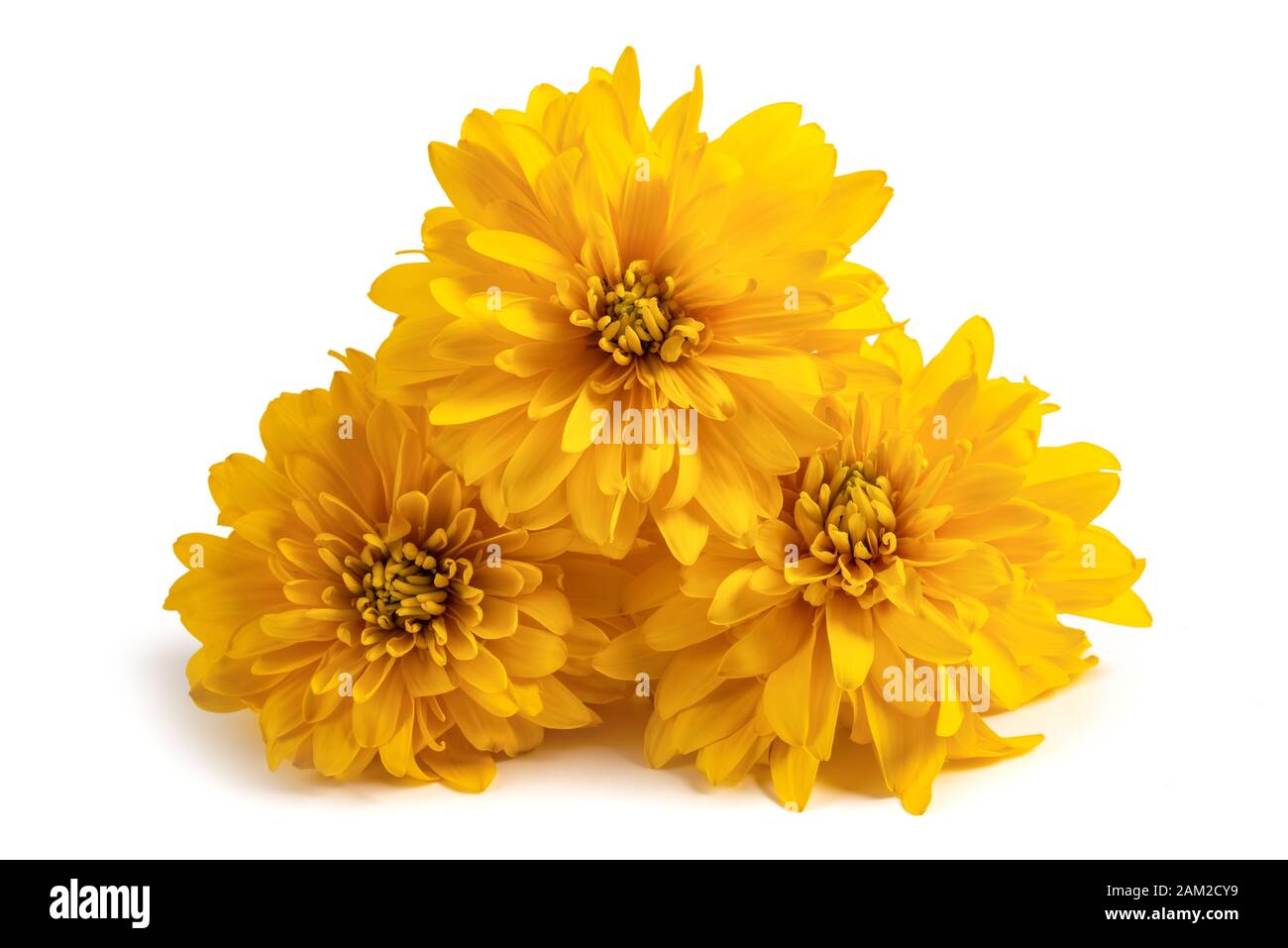 Yellow dahlia flowers isolated on white background Stock Photo