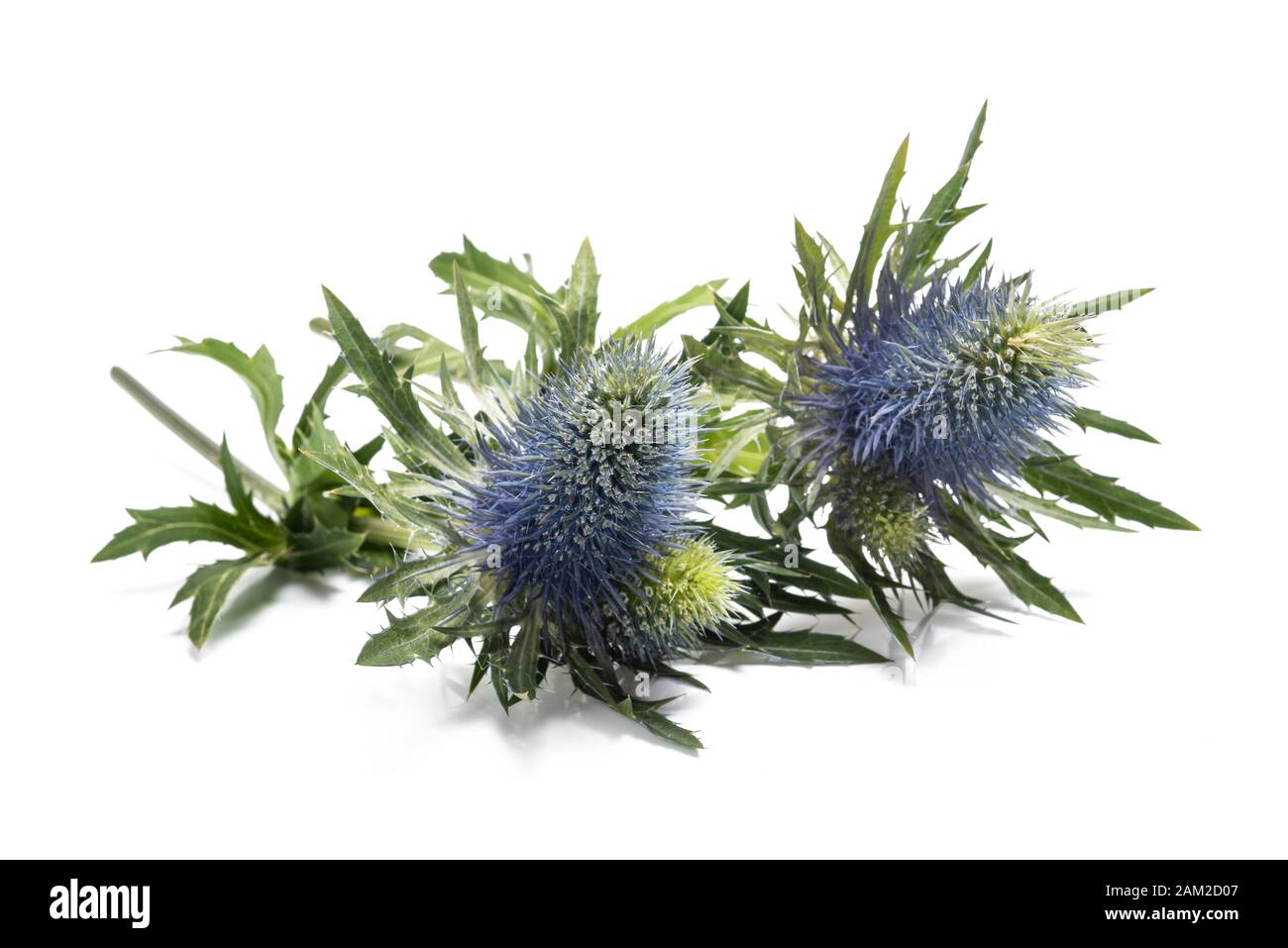 Sea holly thistles isolated on white background Stock Photo