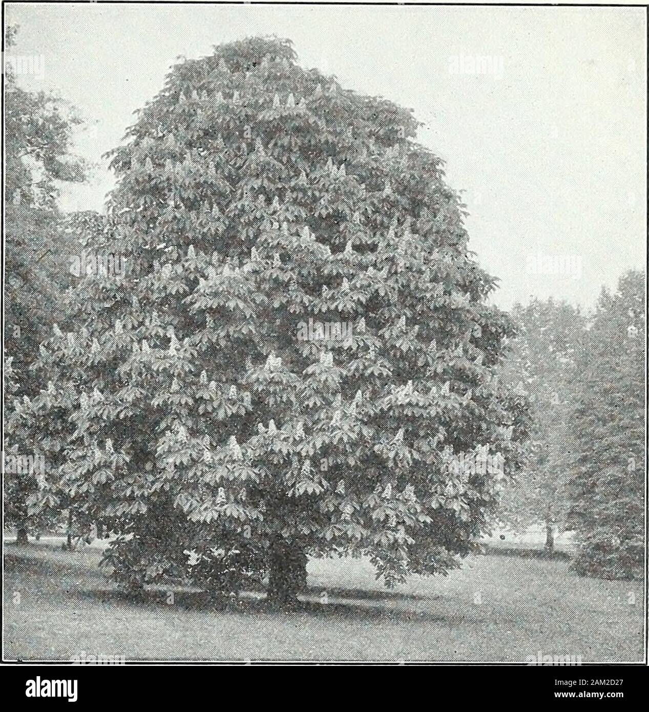 Farquhar's garden annual : 1922 . 6.00 polymorphum var. atro-dissectum. {Cut leavedPurple Japanese Maple). Of drooping growthwith out leaves of fern-like appearance. 2 to 3 ft.. 6.00 rubrum. {Red or Scarlet Maple.) A native treeproducing red blossoms before the leaves. Foliagechanges in Autumn to brilliant scarlet. 8 to 10 ft.. . 3. 00 33. 00 dasycarpum var. Wierii laciniatum. {Weirs Cutleaved Maple). A graceful tree with deeply cut foli-age and recurving pendulous branches. 6 to 8 ft.. . 2.25 platanoides, var. Schwedlerii. {Schwedlers NorwayMaple.) The young foliage of this variety is brightc Stock Photo