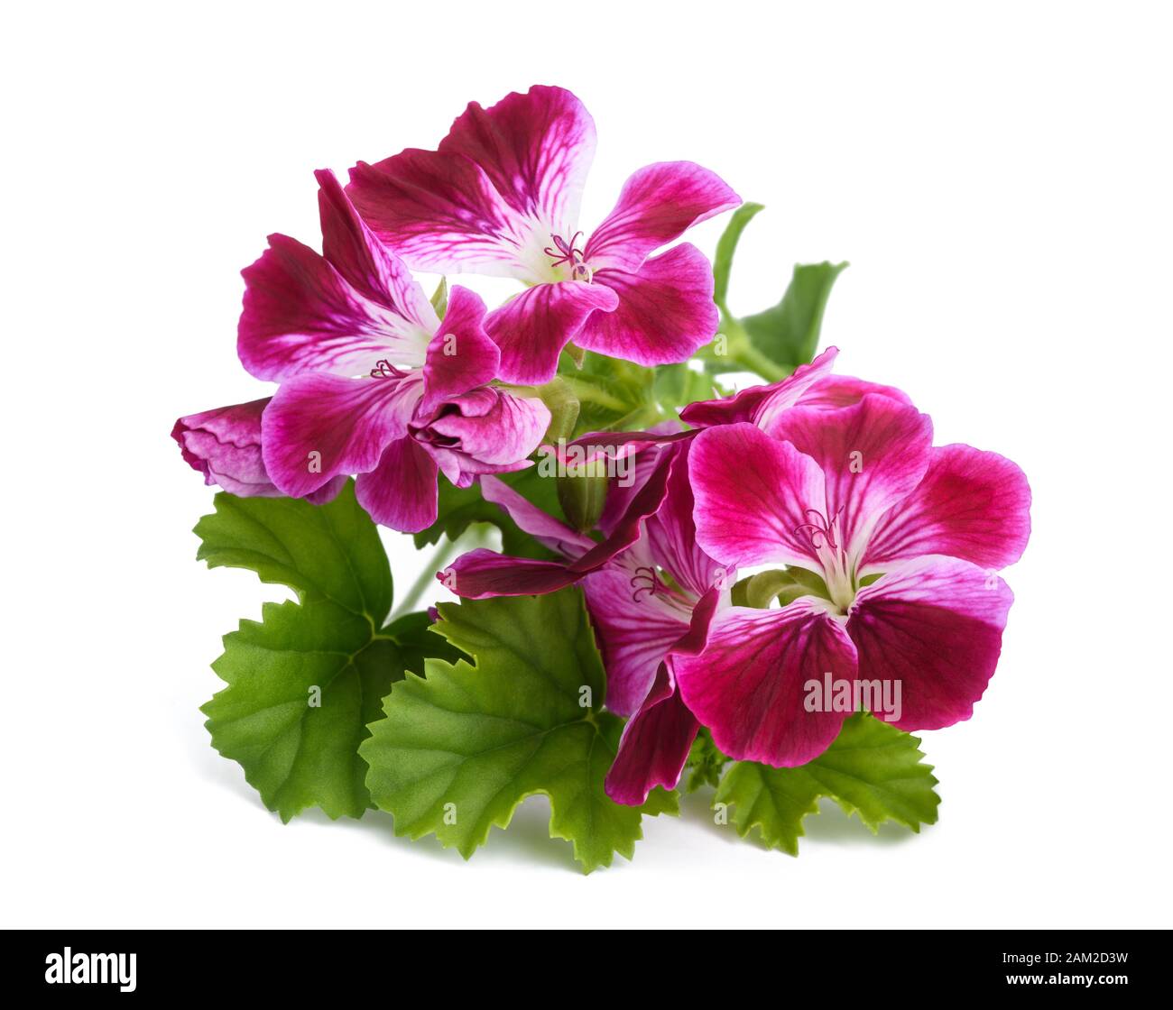 Geranium flowers isolated on white background Stock Photo